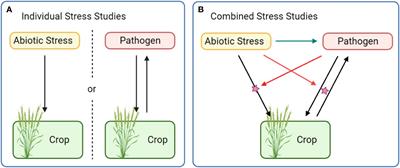 A generic part of specific combined responses to biotic and abiotic stresses in crops: Overcoming multifaceted challenges towards new opportunities